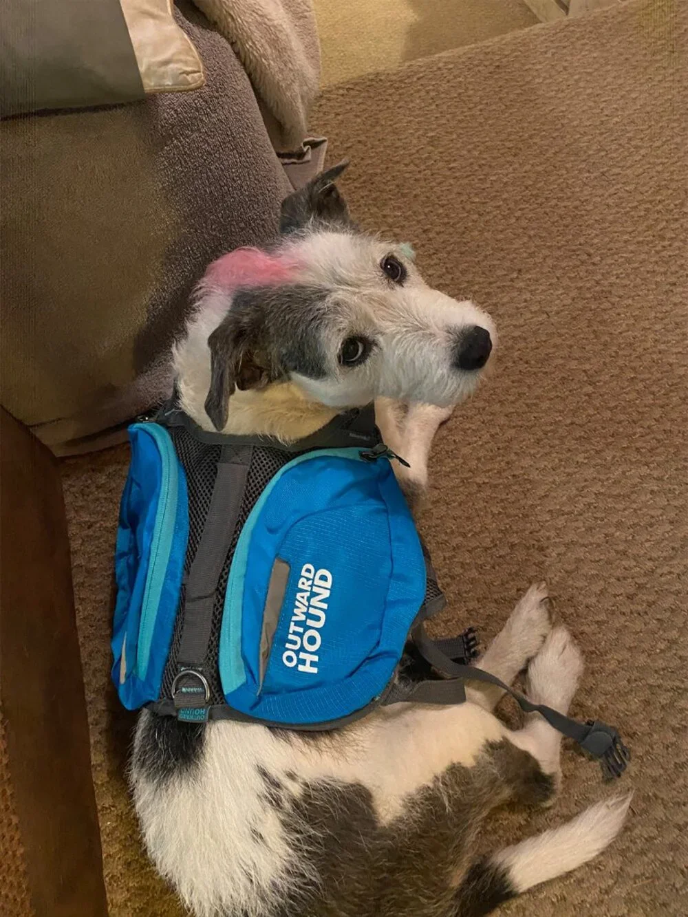 Outward Hound Matching Walking/Hiking Packs for You and Your Pup!